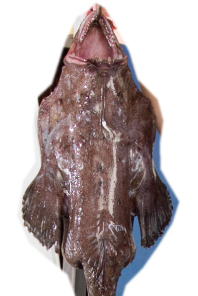 八千代町の白菜