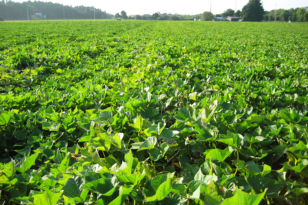 日本一!茨城のほしいも 芋畑