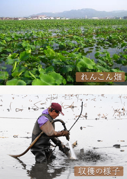 れんこん畑
