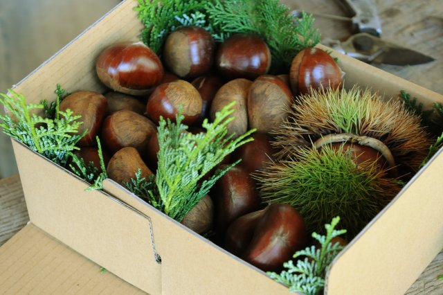 四万騎農園　贈答用生栗