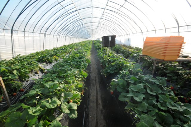 村田農園のハウス