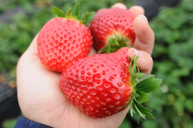 八木岡さんのイチゴ