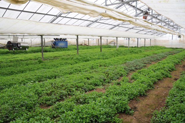 シモタファーム圃場