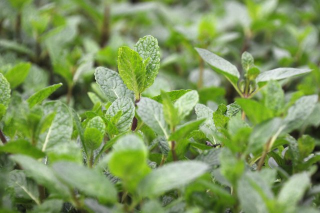 シモタファーム　スペアミント