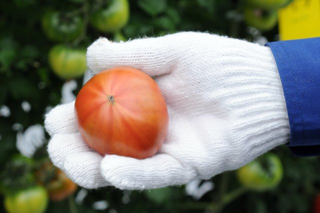 星状のスジが美味しさの証なのだそう