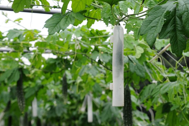 茨城・古河の惚ろにがうり