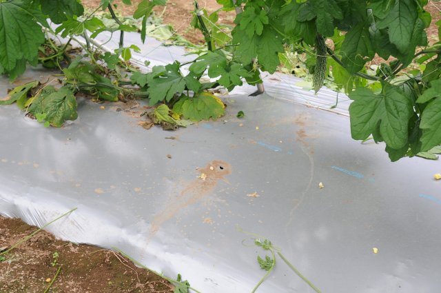 にがうり　マルチ