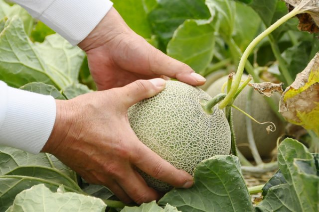 フォレストパークメロンの森　完熟メロン