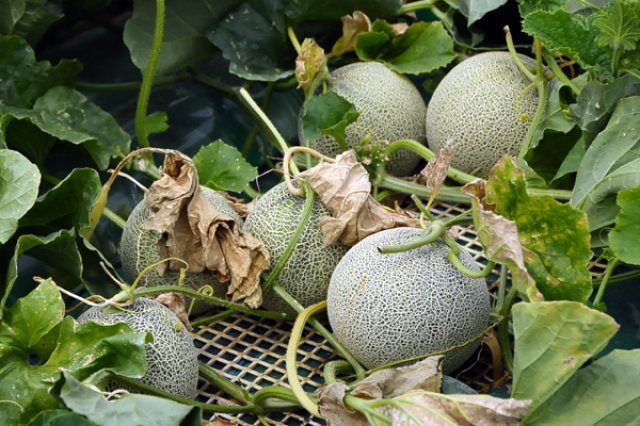 フォレストパークメロンの森　完熟メロン