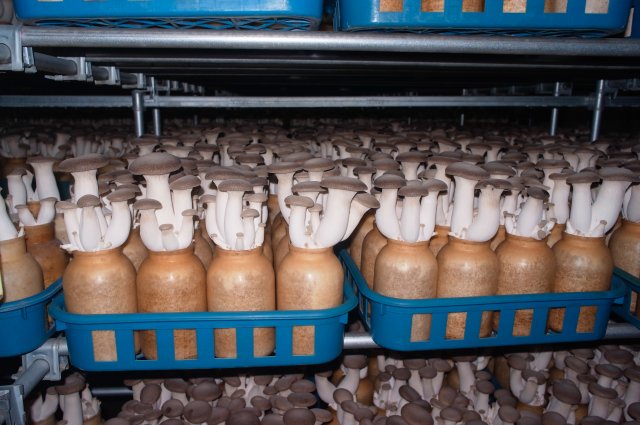 エリンギ生育室