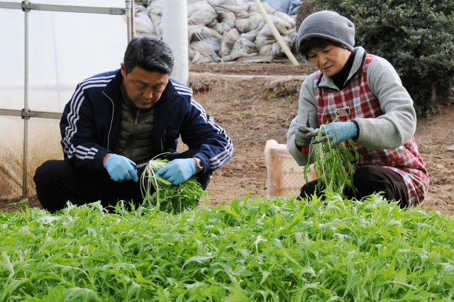 みず菜　収穫作業