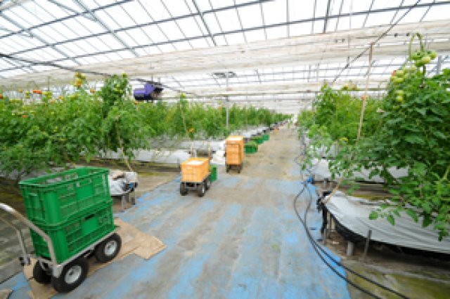 水耕栽培によるトマト作り1