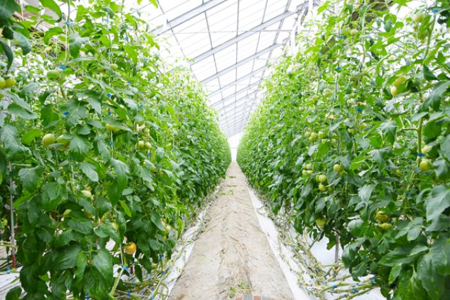 おいしいトマトを食べてもらいたい3