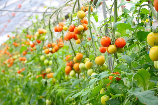 おいしいトマトを食べてもらいたい2