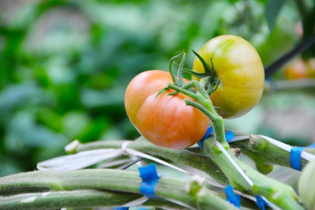 おいしいトマトを食べてもらいたい1