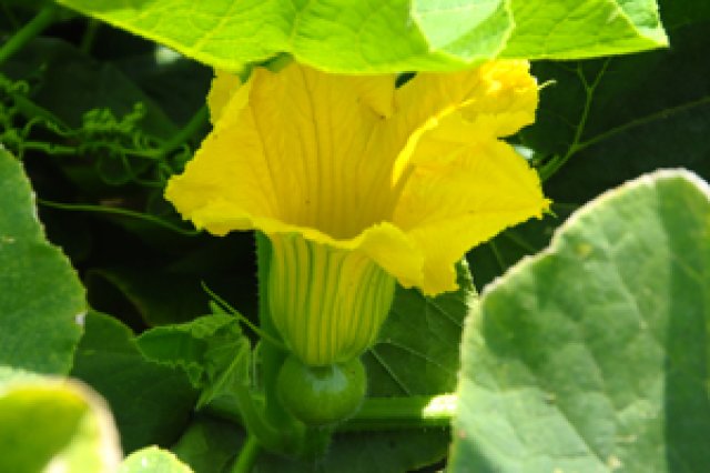 とれたて完熟採り2