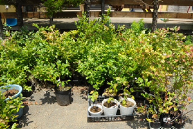 ﾌﾞﾙｰﾍﾞﾘｰﾏｲｽﾀｰ2