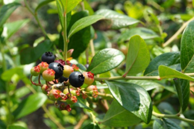 50種類以上を栽培1