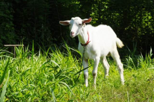 ヤギの「グリ」