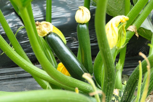 「堆肥はご飯、肥料はおかず。」2