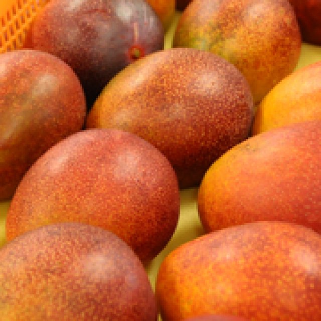 マンゴーは常温で食べましょう