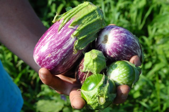 在来種へのこだわり2