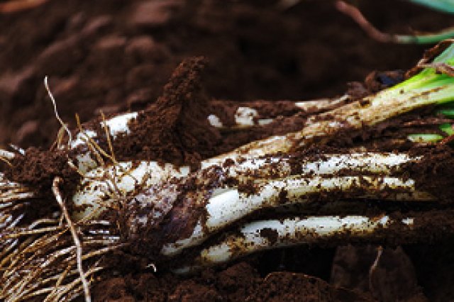 なめがたのエシャレットは生産量トップクラス！