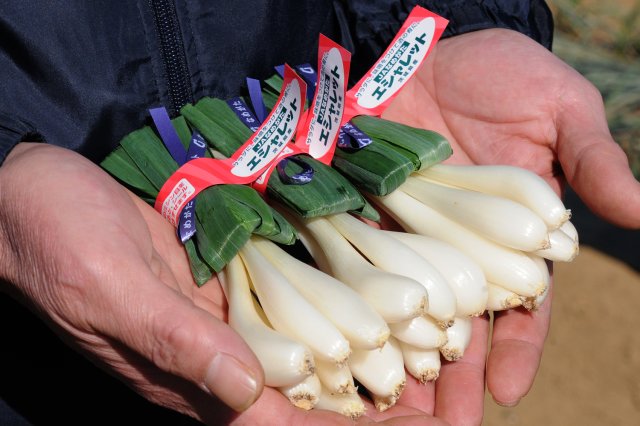 なめがたのエシャレットは生産量トップクラス！