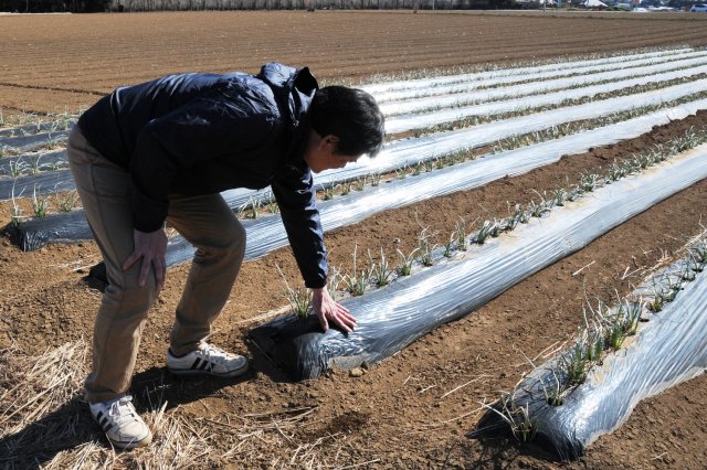 なめがたのエシャレットは生産量トップクラス！
