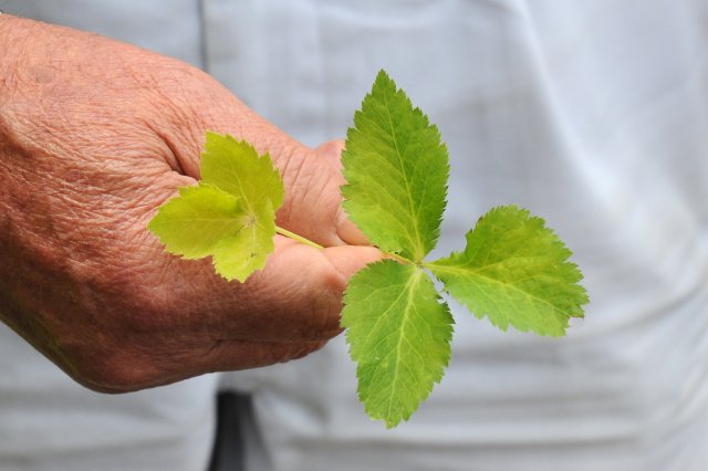 切りみつばの違い