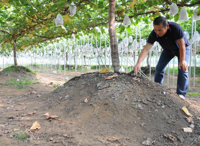 深谷果樹園　盛り土栽培