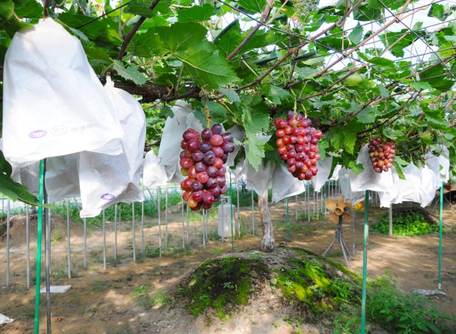 深谷果樹園のぶどう