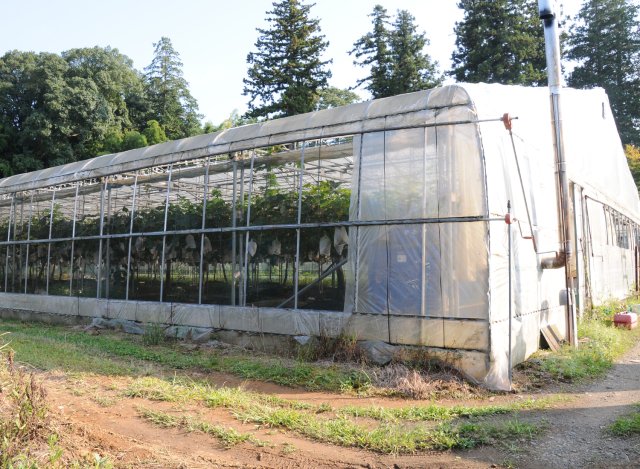 深谷果樹園のハウス