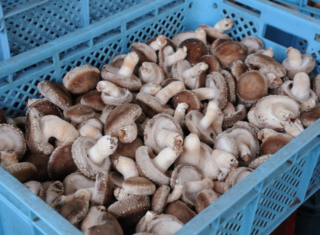 なかのきのこ園　原木しいたけ