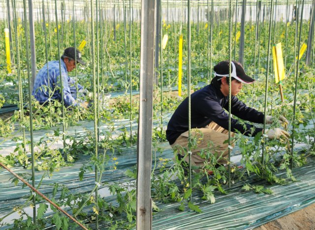 柳田農園のトマトハウス内