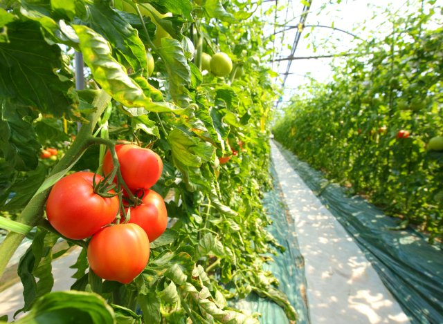 柳田農園のトマトハウス