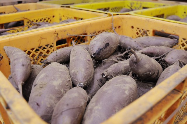 キュアリング定温貯蔵施設内のさつまいも