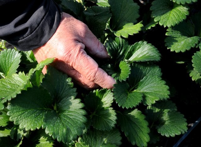谷中いちご園　いちごの葉