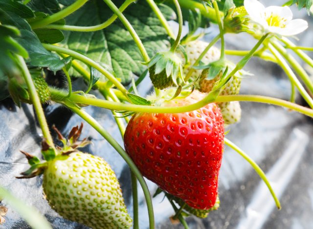 谷中いちご園　いちご