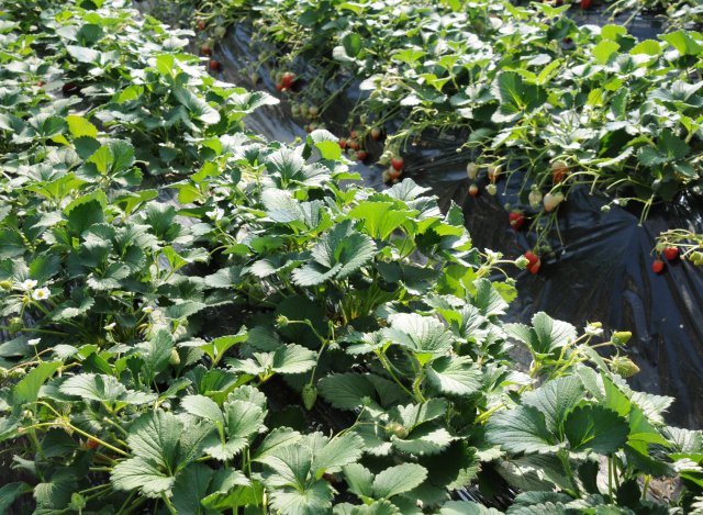 谷中いちご園　いちご畑