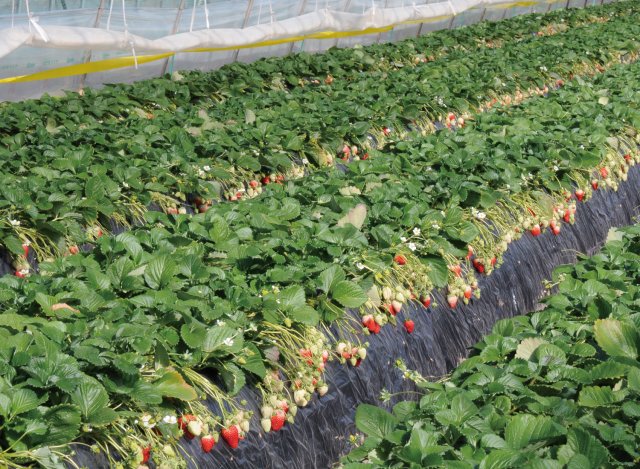 井川さんのいちご畑