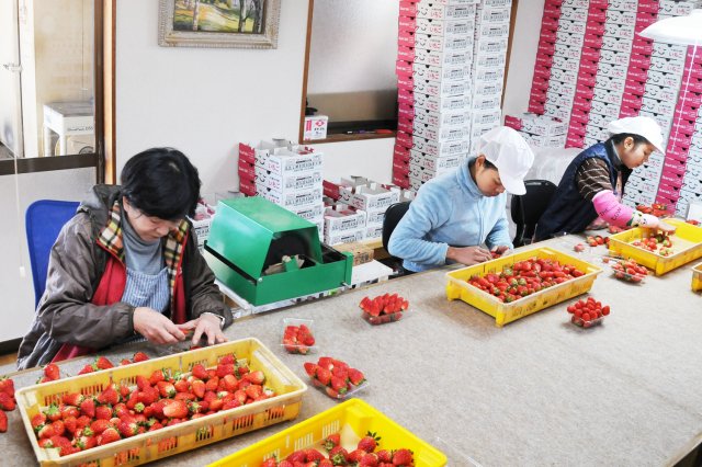 選別・パック詰め