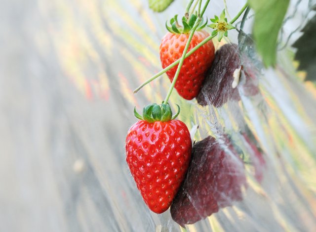 井川さんのいばらキッス