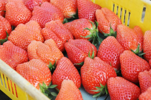 うさみ園のやよいひめ