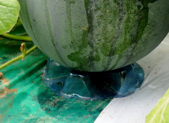 黒こだますいか　プラスチックのマットを敷く