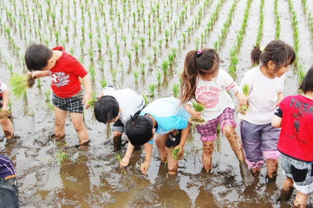 田んぼの学校の様子