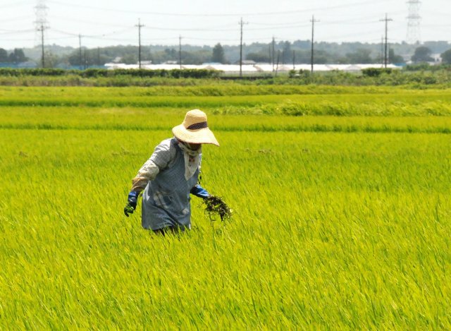 横田農場　草取りの様子