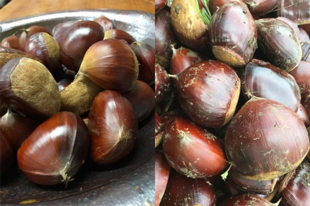 笠間の焼栗「愛樹マロン」