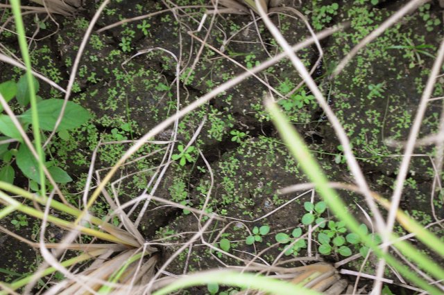 収穫直前の圃場は、地割れが見てわかるほどしっかりと水が切れている様子が見られます。