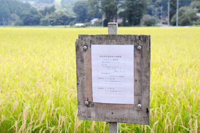 「ななかいの里コシヒカリ」生産圃場には、「いばらきエコ農産物」の看板が立ててあります。
